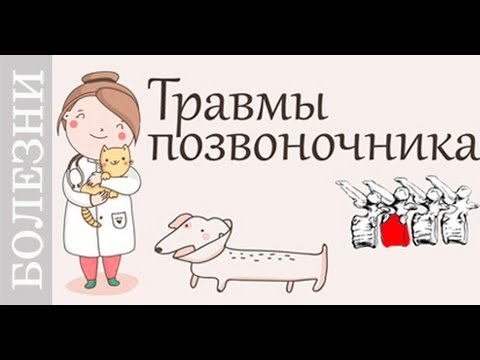Боль болит шея в области головы Перелом 6 позвонка шейного отдела