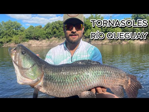 TARARIRAS TORNASOLES EN EL RÍO QUEGUAY - FIESTA DE AZULES !!!