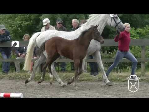 SL016 Hengstfohlen von Casall - Coronado - Lagos