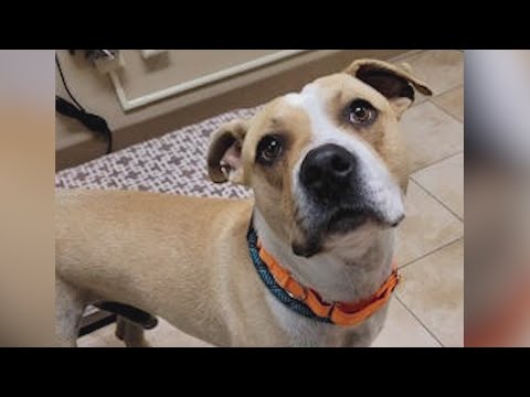 Second Chance: Baked Potato, the two-year-old pitbull - YouTube
