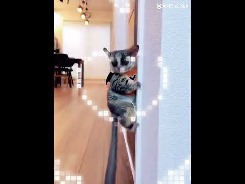 Quel est cet animal si mignon ?