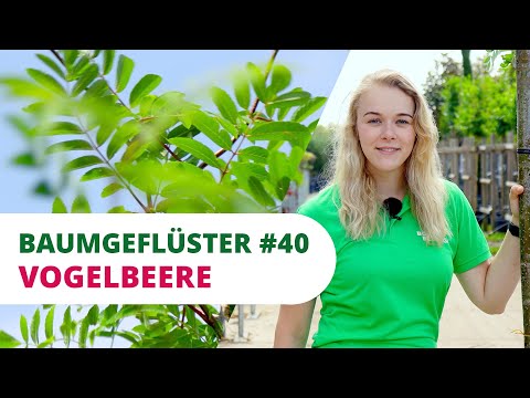 Baumgeflüster #40 | Die Vogelbeere