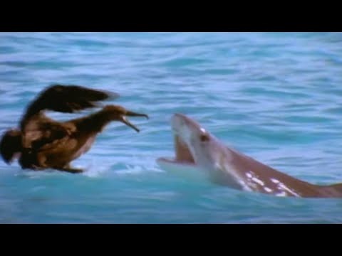 Tiger Shark: The Ocean Scavengers | Wildlife Documentary