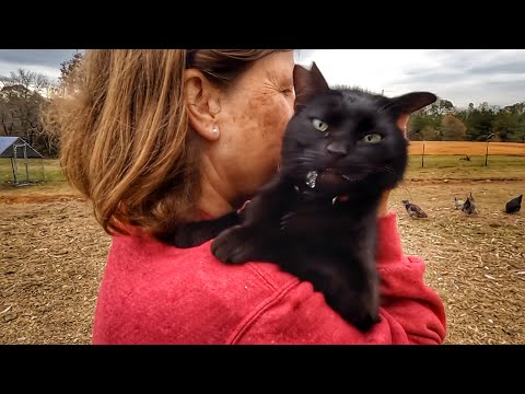 Our Barn Cat Has THIS Reaction When She’s Picked Up! (The Cats Of Cog Hill Farm)