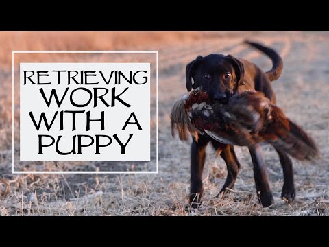 Labrador Retriever Teach Puppy To Retrieve