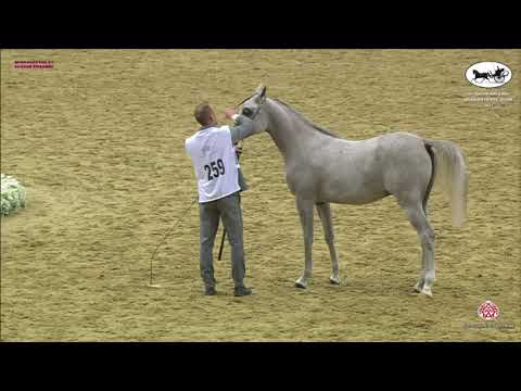 N 259 RAHEEF AL NASSER   Qatar National Arabian Horse Championship 2021   Yearling Colts Class 6B