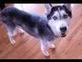 Mishka Refuses To Do Tricks For Treats