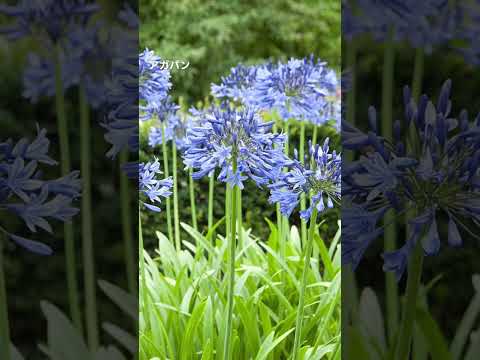 印象的な庭を作る、急成長するつる性の顕花植物 12 選  庭園