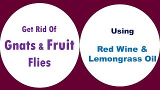 Get Rid Of Gnats And Fruit Flies With Red Wine & Lemongrass Oil