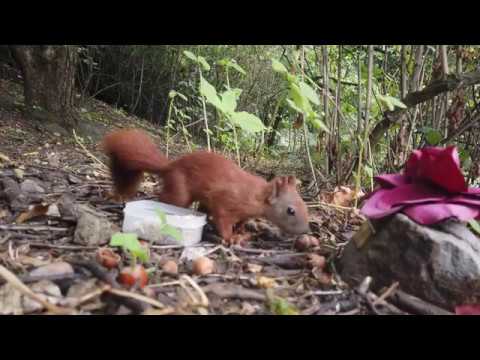 Von Nagerrennen und Infoständen über Hamburger Eichhörnchen