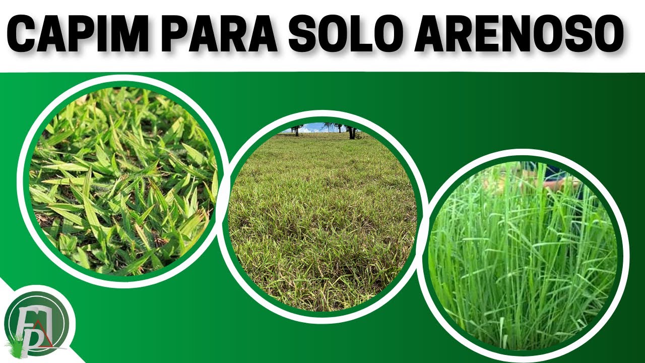 CAPIM PARA SOLO ARENOSO