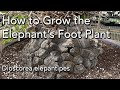 Care and Repotting - Dioscorea elephantipes -  Elephant's Foot Plant