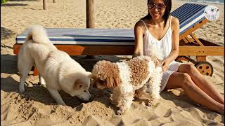 Download lagu Two playful dogs exploring Thailand: from Bangkok to the beaches of Phuket. mp3