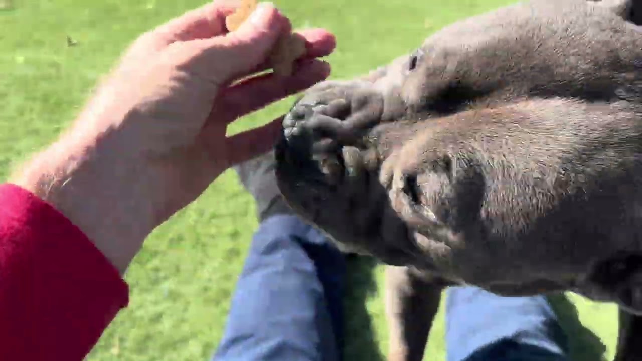 Enlarge VELMA, a Adoptable mixed breed in Wasco, CA video 5/6
