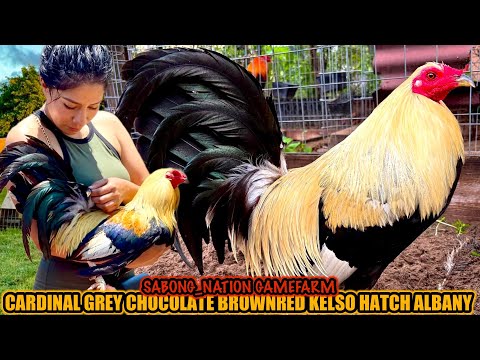 Cerdinal Grey Chocolate Brownred Kelso Hatch Albany ~ SABONG_NATION GAMEFARM