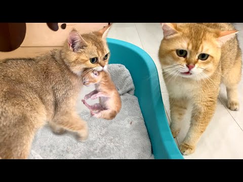 Mom cat carries a kitten to dad cat and calls him to meet her daughter for the first time
