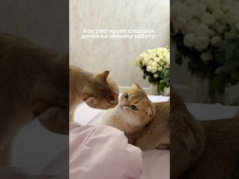 Сразу понятно кто из них мамин любимчик?😁❤️