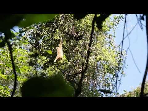 Gibbons In Khao Yai