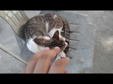 A scaredy cat in action 🙀