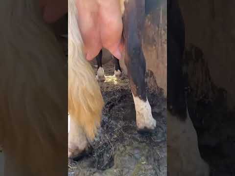 Chulada de vaca entregada hasta santa rosa de lima la unión