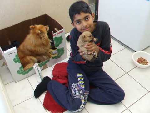 Ben Joseph D'Souza Sunbury Farm with Princess' pups