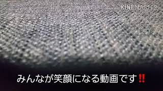 チャンネル紹介