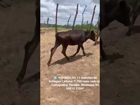 11 Garrotas de linhagem Leiteira: 1.750 reais cada em Catingueira/ Paraíba. Whatsapp 84 99810 2784*
