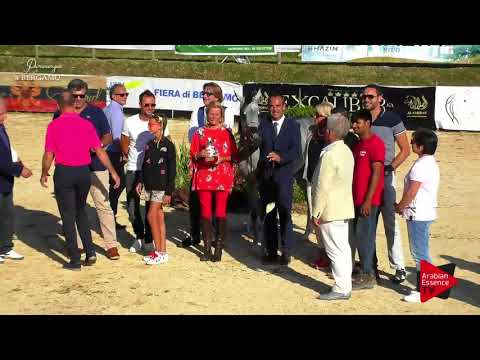 2nd place N.23 SS LEONIDAS - Bergamo 2017 - Yearling Colts Championship (Class 19)