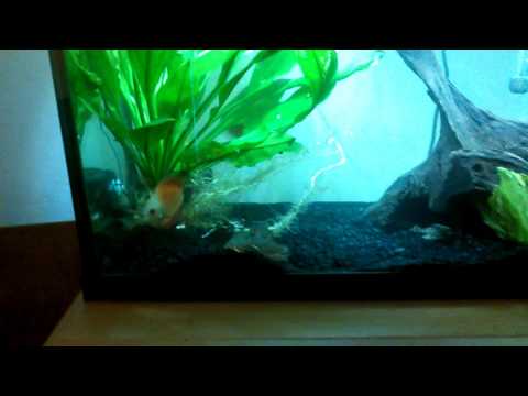 Discus and corydoras sterbai tank