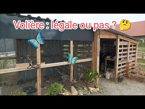 Building an aviary: obligations and constraints to be aware of. Am I within my rights?