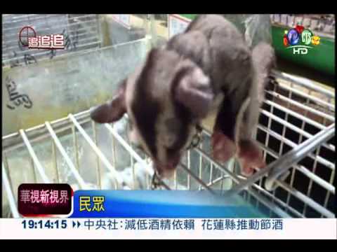 這也是凌虐! 鍊鎖蜜袋鼯吸買氣