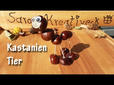 Kastanien Tier 🌰🍂