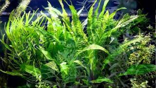 Download lagu Fluval Roma 200 - Plants & Details mp3 Download lagu Fluval Roma 200 - Plants & Details mp3