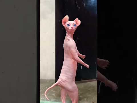 mew mew 😂🤣🤣🤣😂😂🤣🤣😂