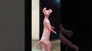 Download lagu mew mew 😂🤣🤣🤣😂😂🤣🤣😂 mp3