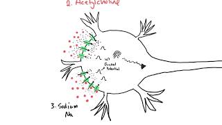 Graded Potentials and Action Potentials