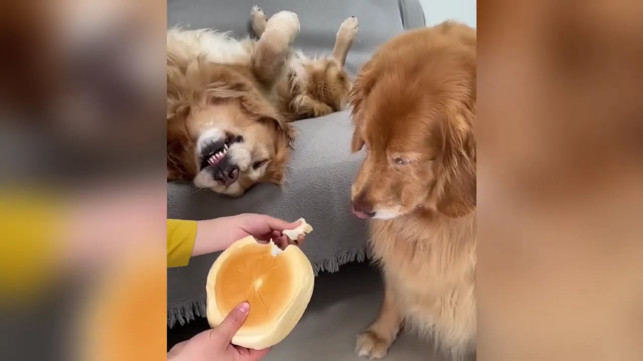 赤ちゃんより甘えん坊な猫がこちらです【癒し100％】