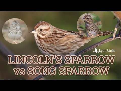 image-How do I tell Sparrow from House of Sparrow?