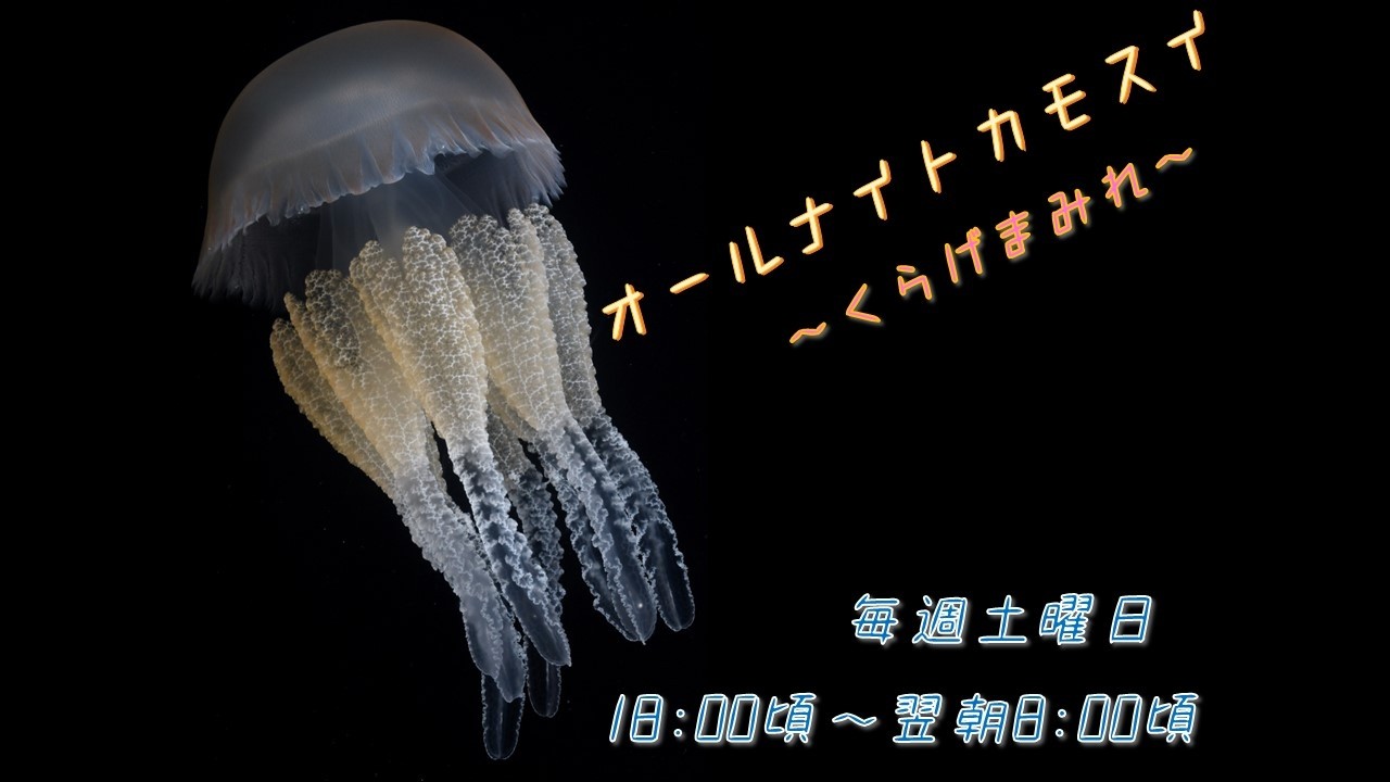 オールナイトカモスイ　～くらげまみれ～ #247　カトスティラス・タギ