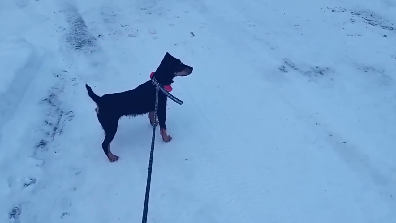 Jahtia 20.12.2024 Rusakko / kettu / kauris