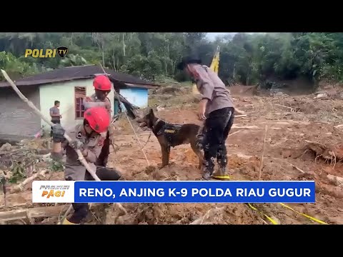 RENO ANJING K-9 POLDA RIAU GUGUR DALAM TUGAS KEMANUSIAAN DI AGAM