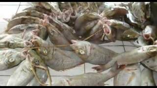 preview picture of video 'How to dry marine fish'