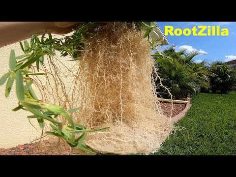 download lagu mp3 mp4 Grass With Red Roots, download lagu Grass With Red Roots gratis, unduh video klip Grass With Red Roots