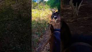 Agro rotina (Tur USA) Bruno e Barreto #fazenda #gado #cavalo