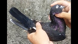 Bhopal Pigeons Of Agha Abdul Aleem Khan 4th Part