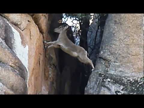 Cabra equilibrista La Pedriza