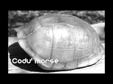 COdu Morse (Dubblu) - Carapacea (Freestyle 2015)