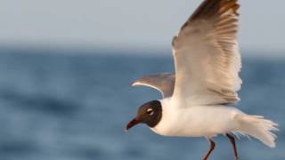 Dream Away ~ Lee Ritenour