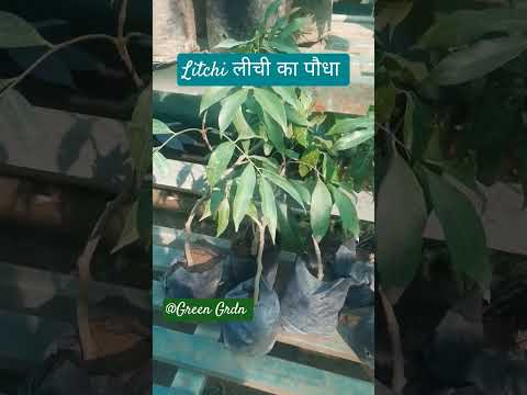 , title : 'Litchi लीची का पौधा #greenplant #gardening #houseplants'