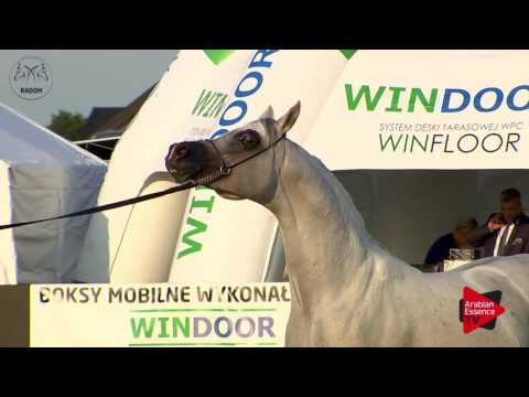 N.81 KABSZTAD - Radom 2017 - 7 Years old and Older Stallions (Class 10)